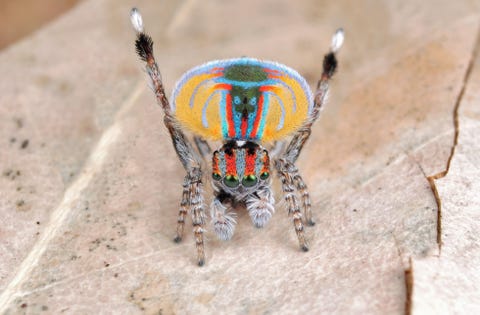 coastal peacock spider