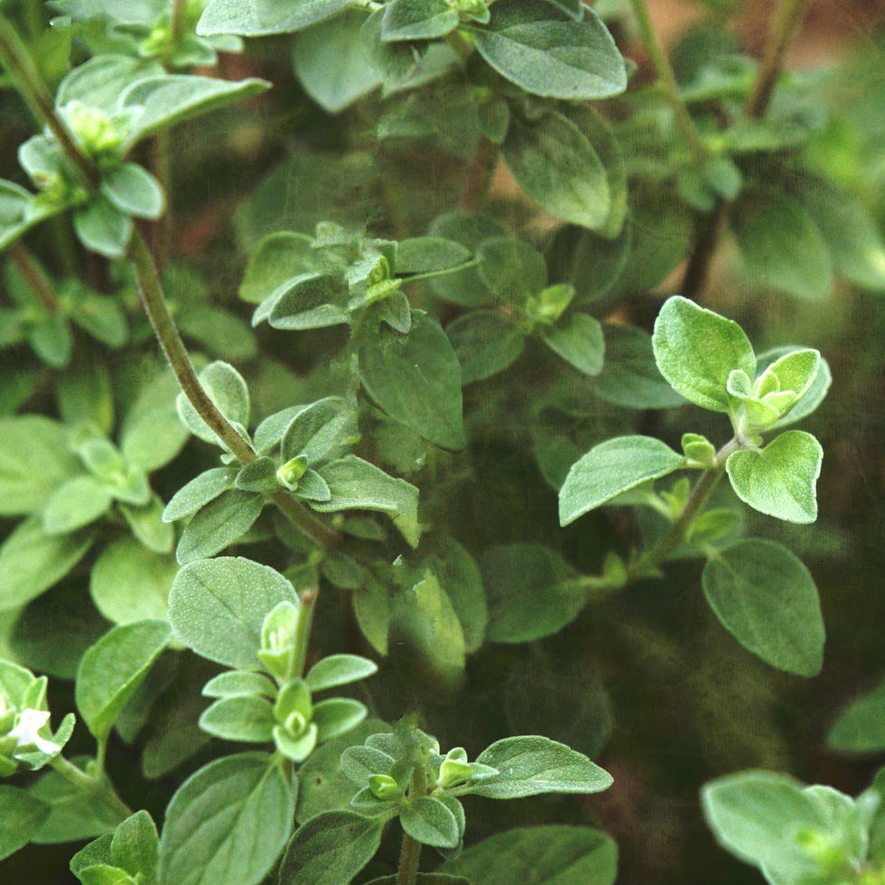 high angle view of oregano plants