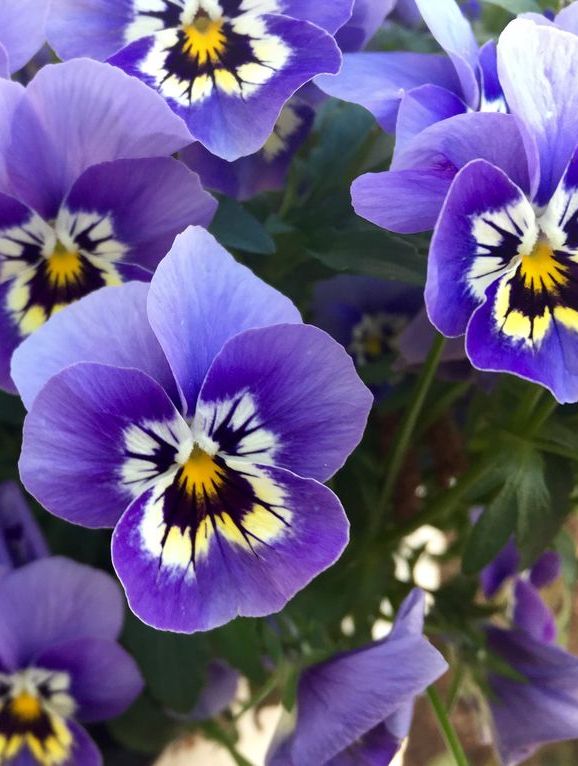 High Angle View Of Pansy Flowers Blooming Outdoors