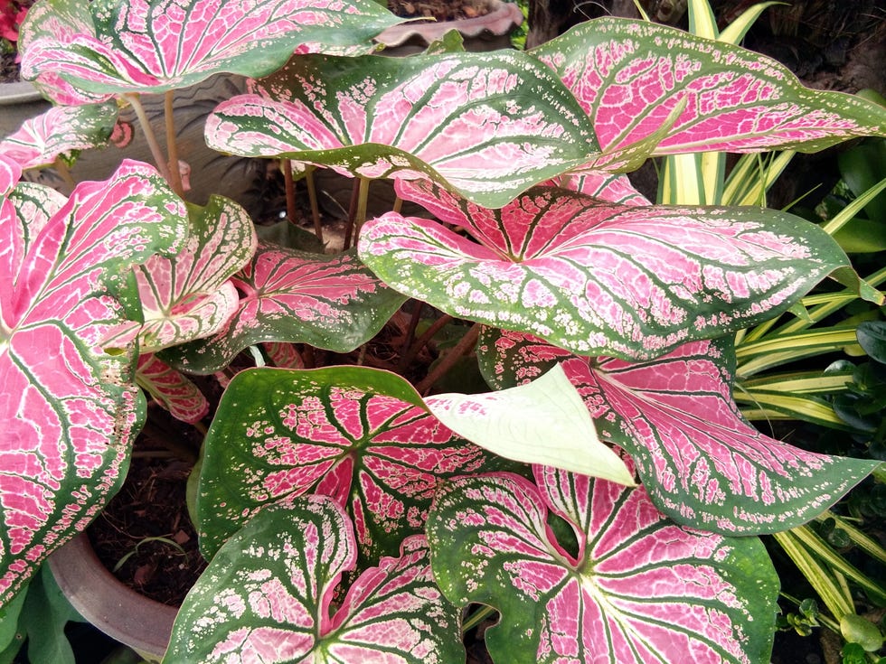 high angle view of pink flowering plant