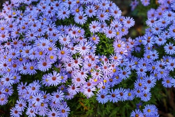 high angle view of purple flowering plants