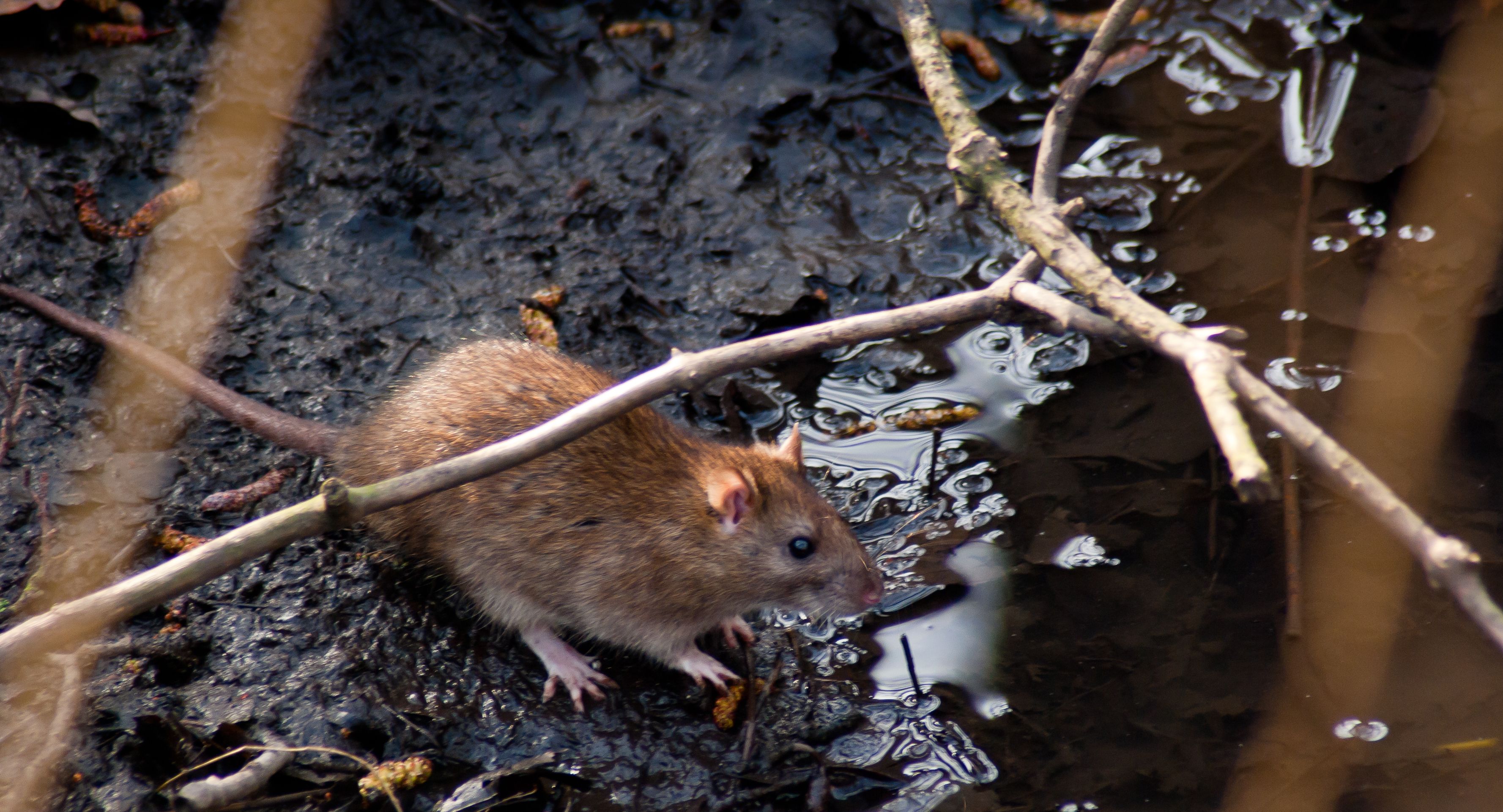 Five Smells That Can Keep Mice & Rats Away