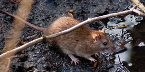 what diseases do rats carry