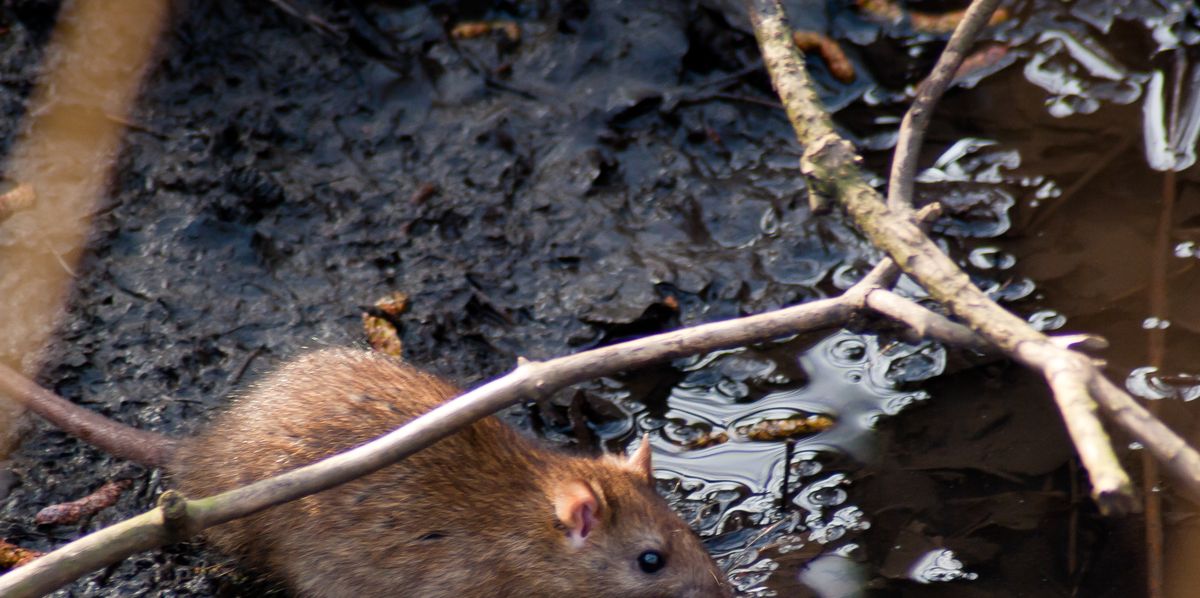 What Diseases Do Rats Carry? 35 Rodent-Borne Diseases