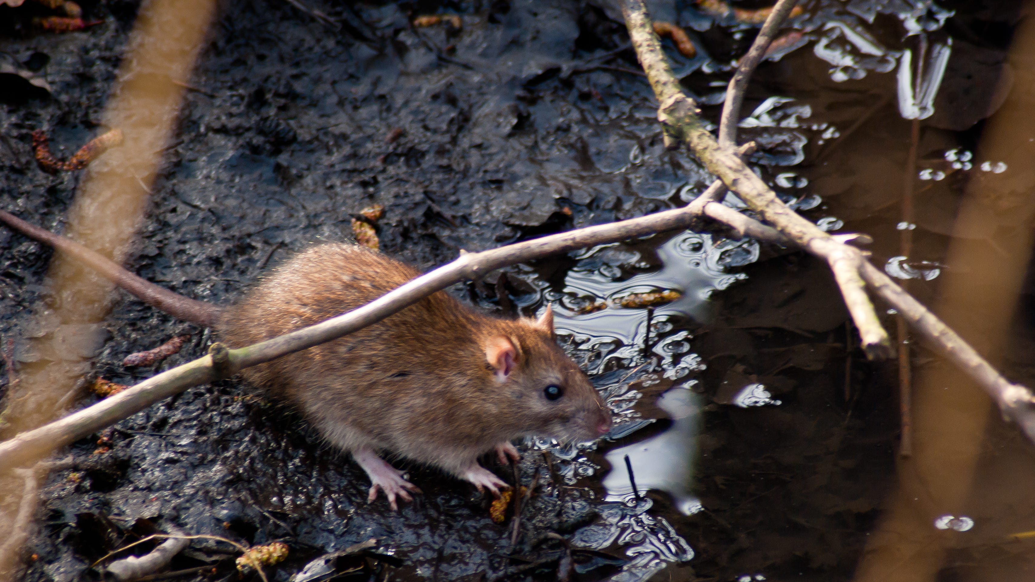 What Diseases Do Rats Carry? 35 Rodent-Borne Diseases