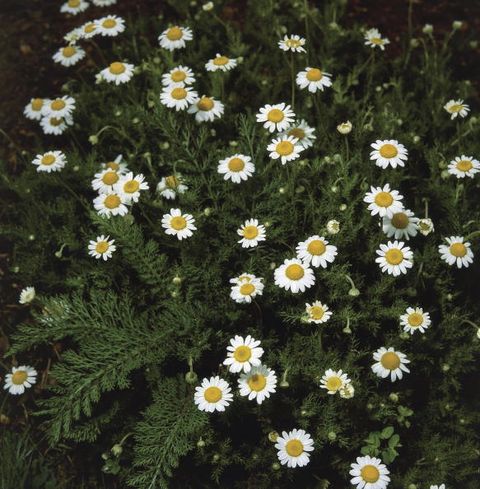 High angle view of Roman camomile flowers (Anthemis nobilis)