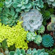 a high angle view of variety of succulent plants