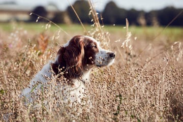 dog outside