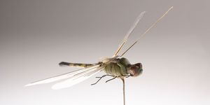 Insect, Invertebrate, Pest, Fly, Net-winged insects, Macro photography, Organism, Close-up, Dragonflies and damseflies, Arthropod, 