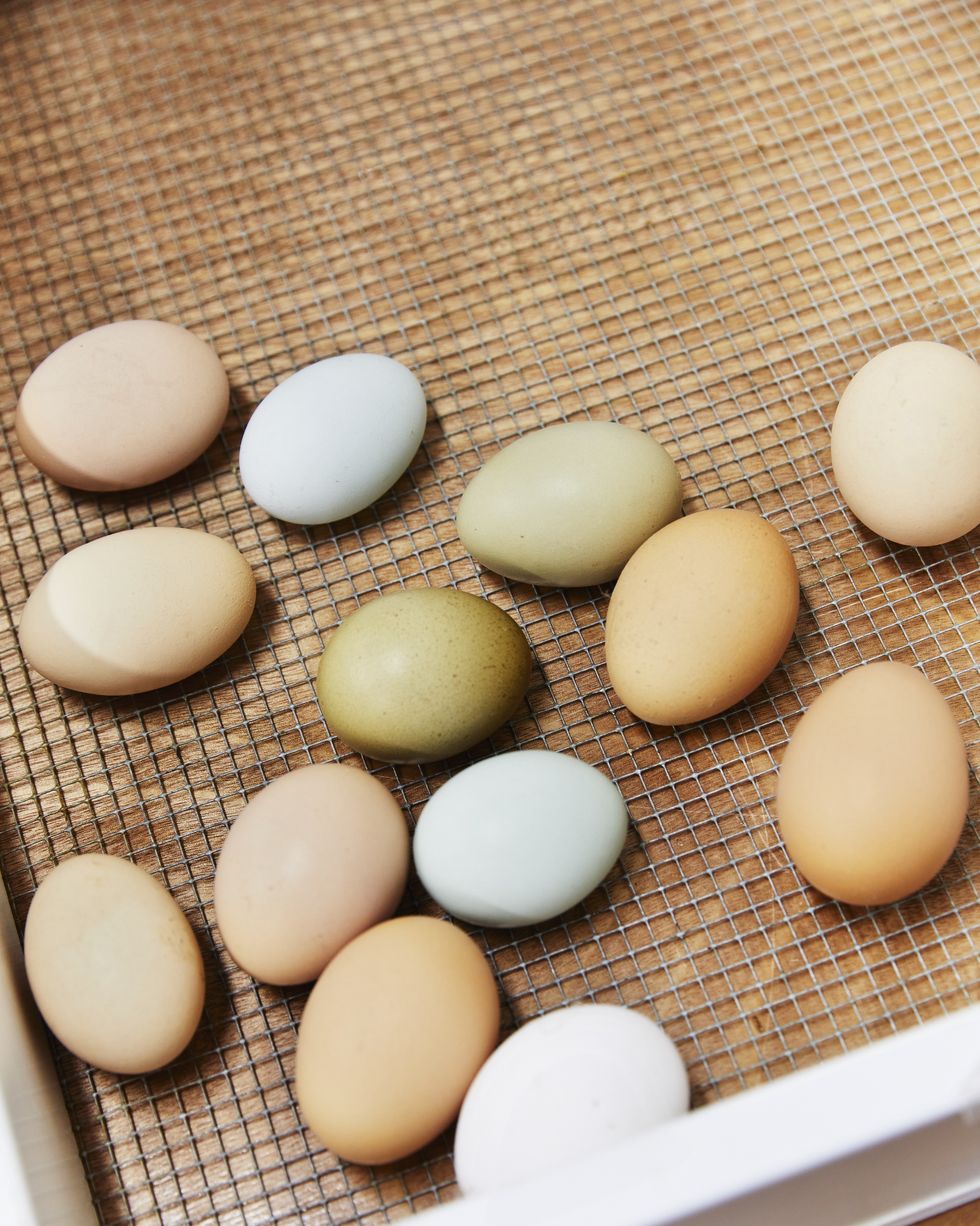 a tray with eggs with different coloured shells