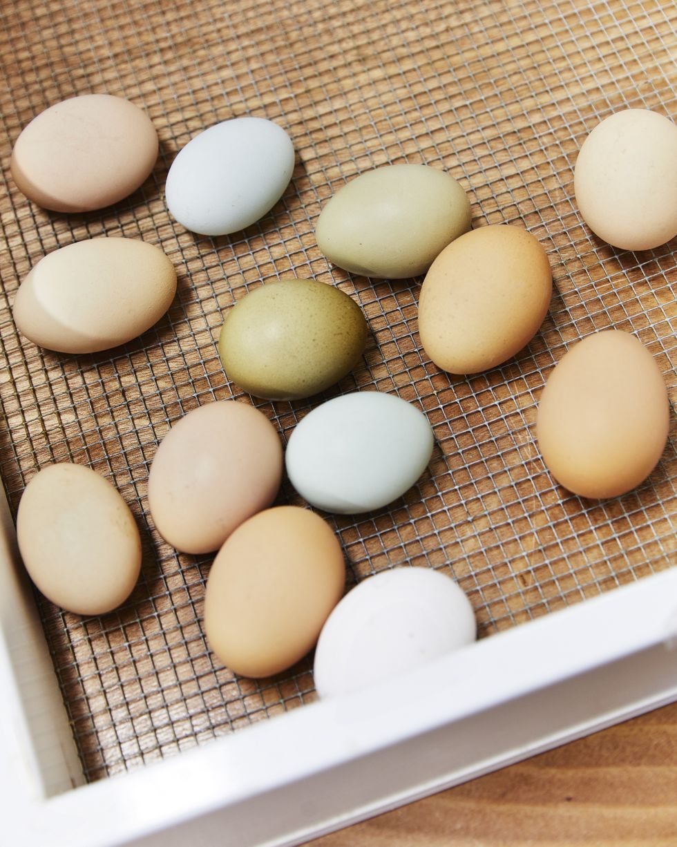 a tray with eggs with different coloured shells