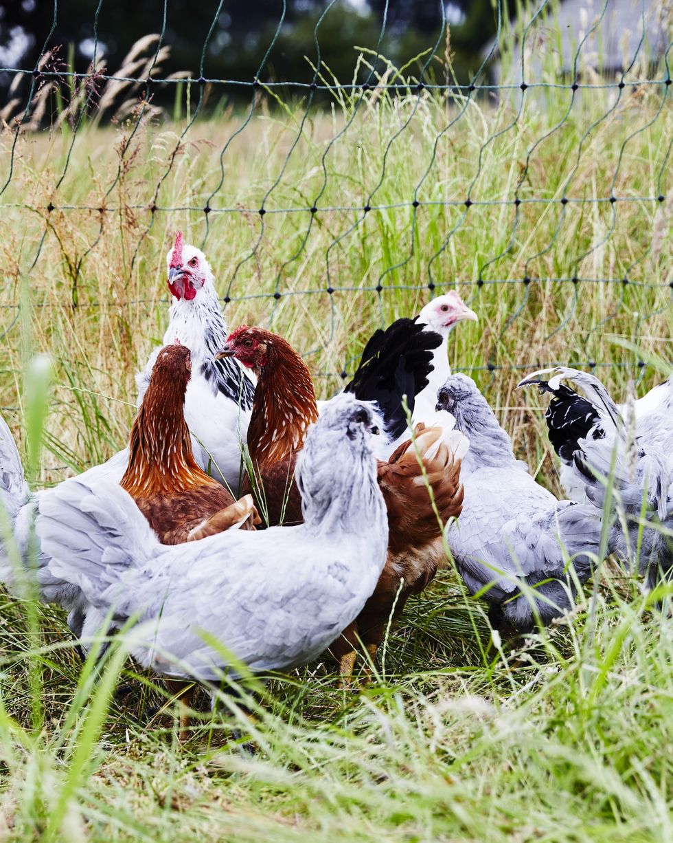 a group of hens in a field