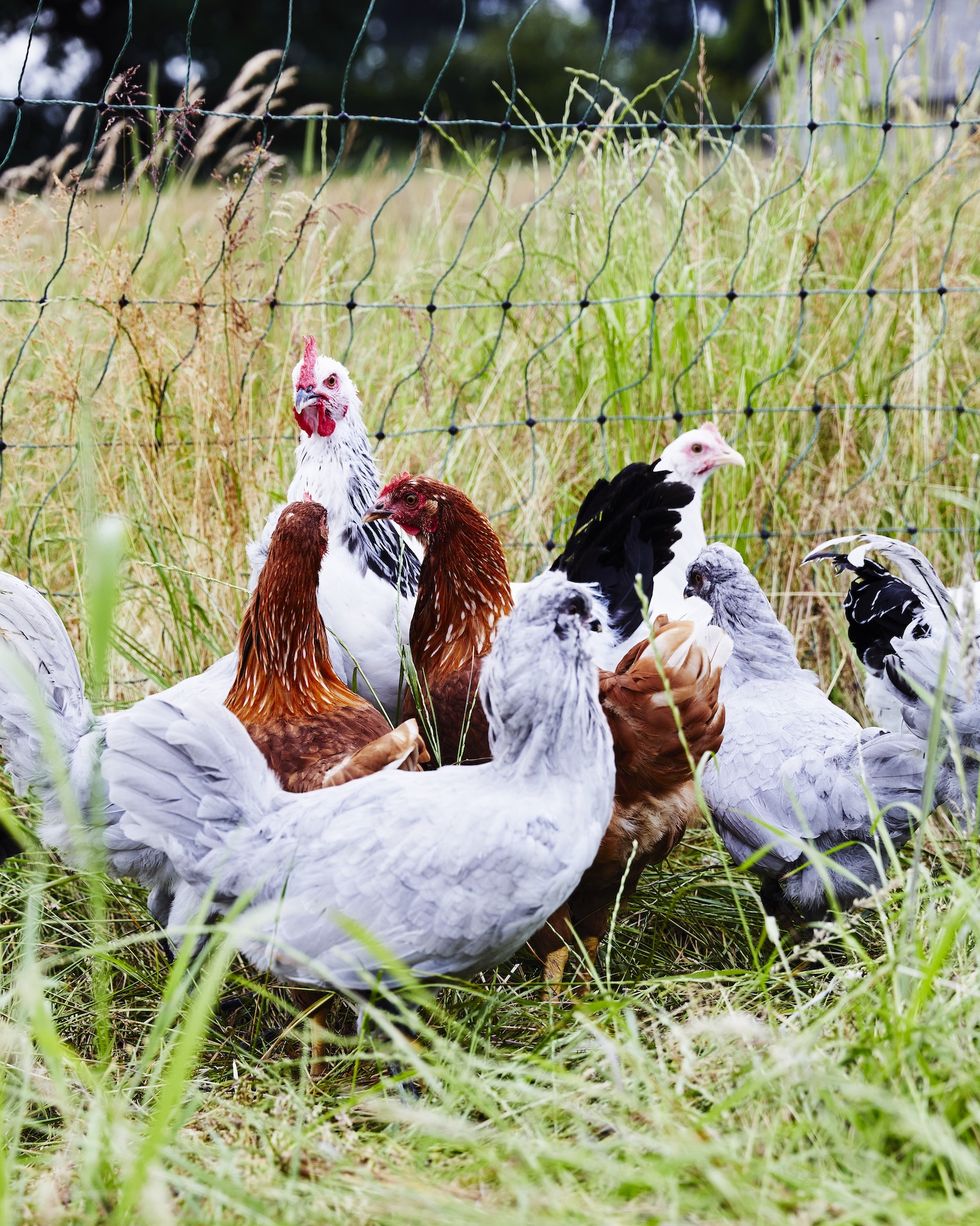a group of hens in a field