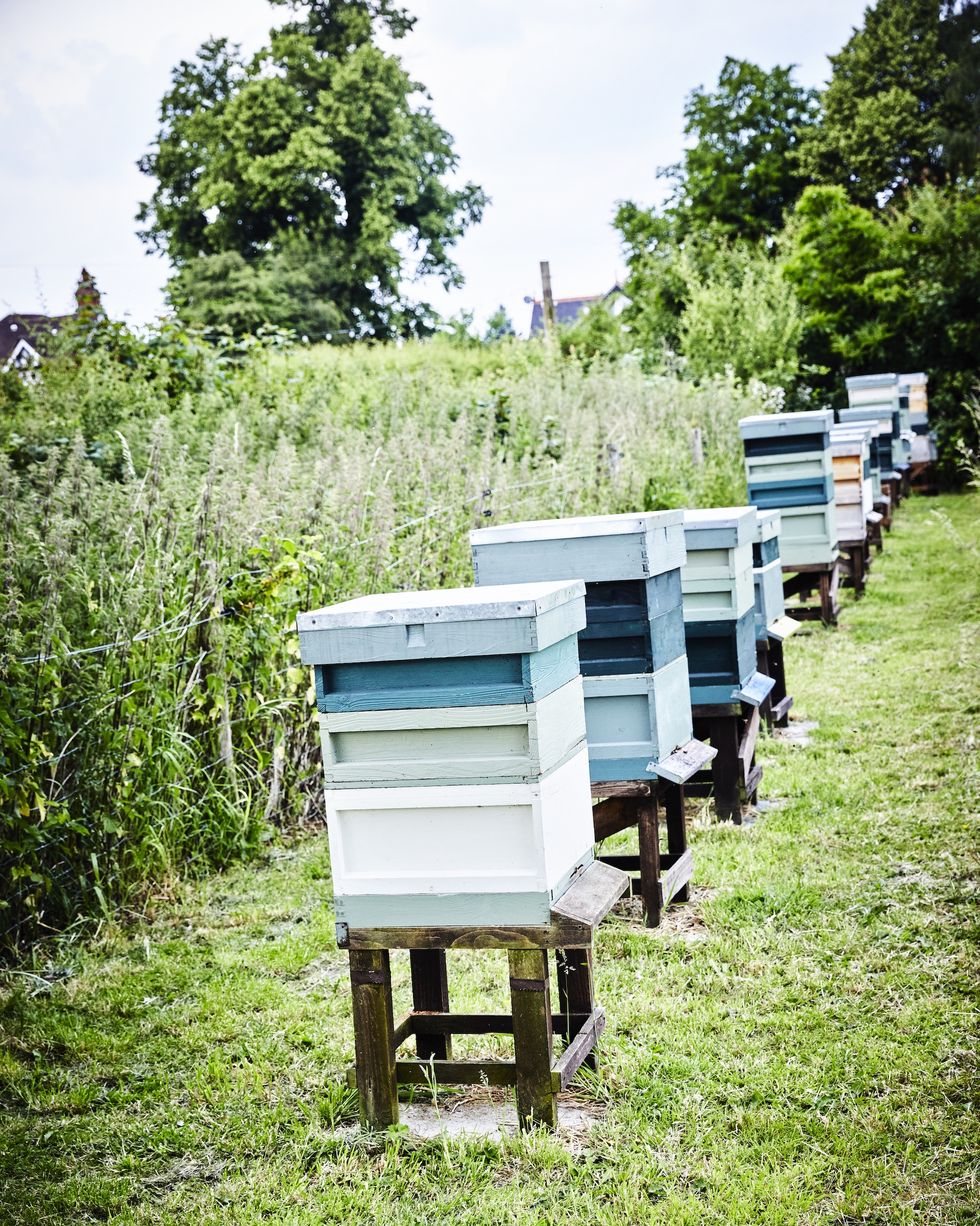 a row of blue wooden beehives