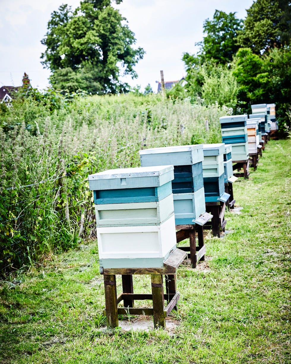 a row of blue wooden beehives