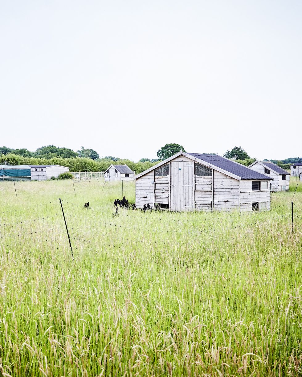 a wooden hen house in a field of grass