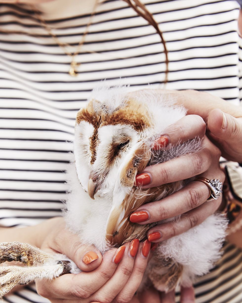 a nesting barn owl being held by a woman in a striped top
