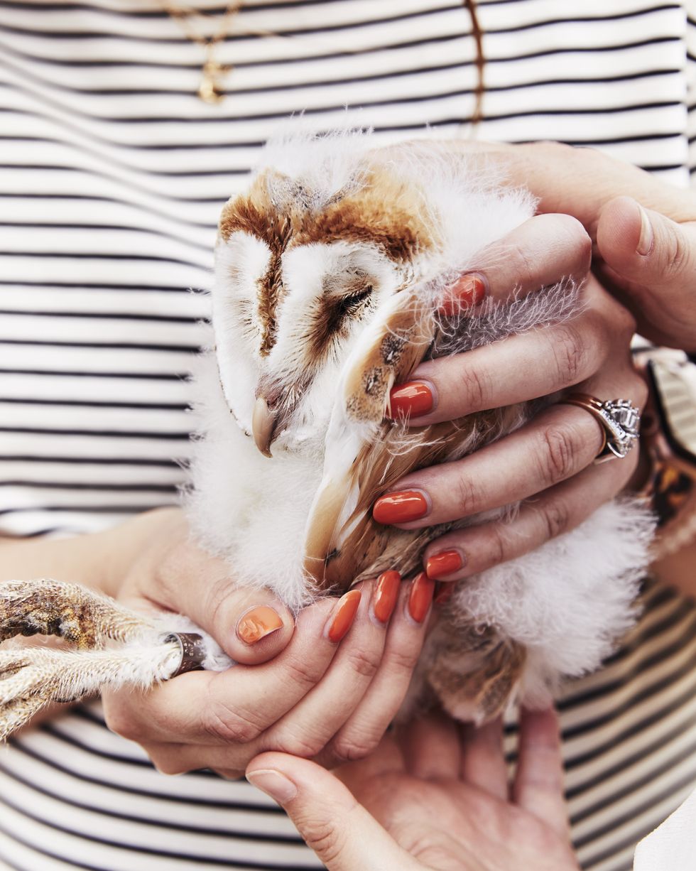 a nesting barn owl being held by a woman in a striped top