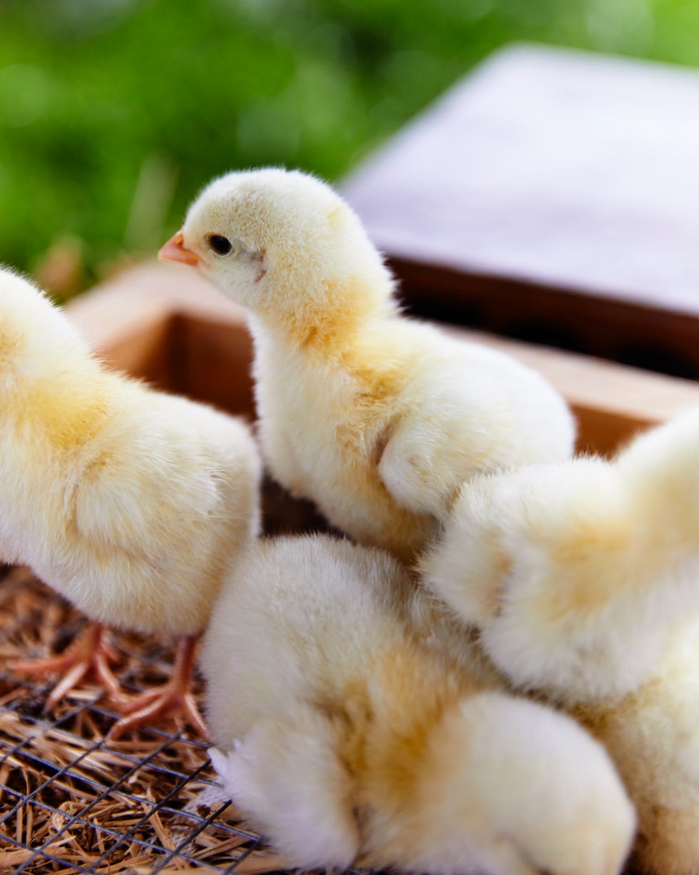 a group of chicks in a straw filled basket