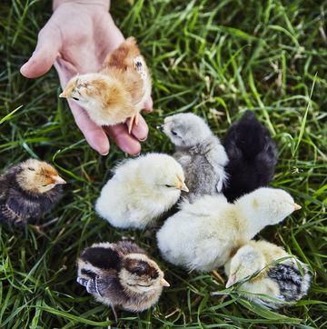 a group of chicks on a lawn