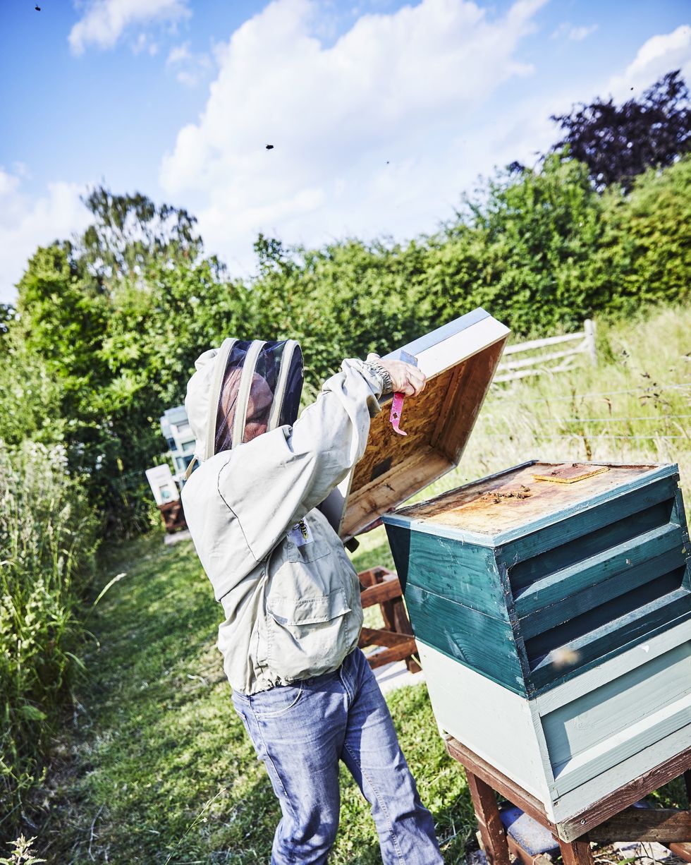 a bee keeper in protective clothing opening a blue wooden bee hive