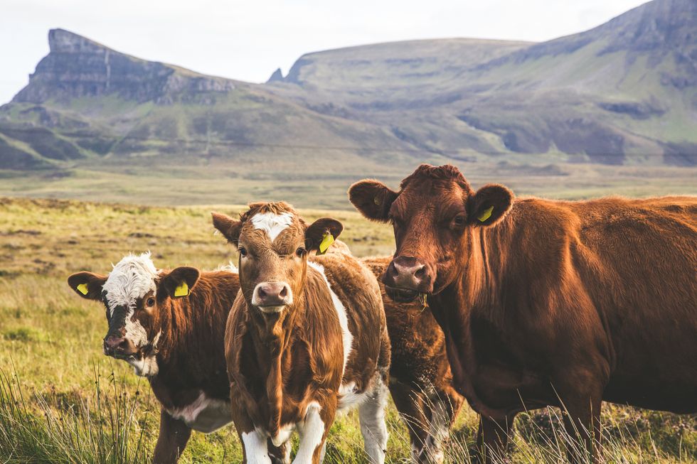 highland cattles
2021, 2021牛年, 2021牛年運勢, happy牛year, ptt, 拿紅包, 新年快樂, 新年祝賀詞, 牛年, 牛年吉祥話, 牛的吉祥話, 牛的諧音梗, 諧音梗, 過年
