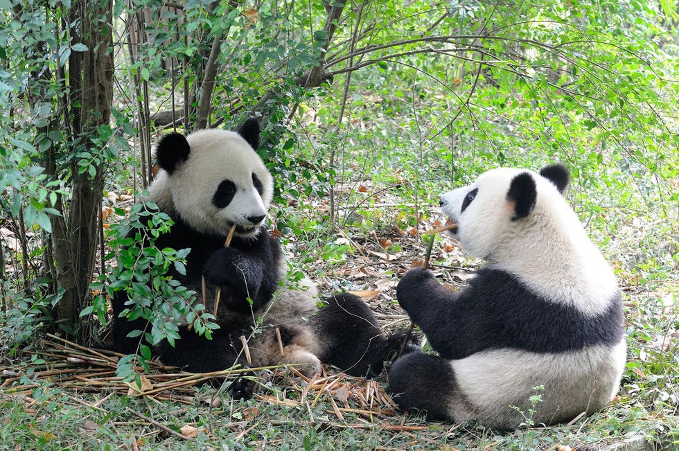 Pandas nuttigen een maaltijd in een reservaat in hetChengdu Research Base of Giant Panda Breeding