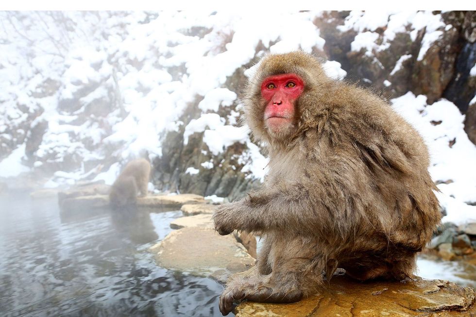 Een aap neemt een bad in de onsen van Jigokudani