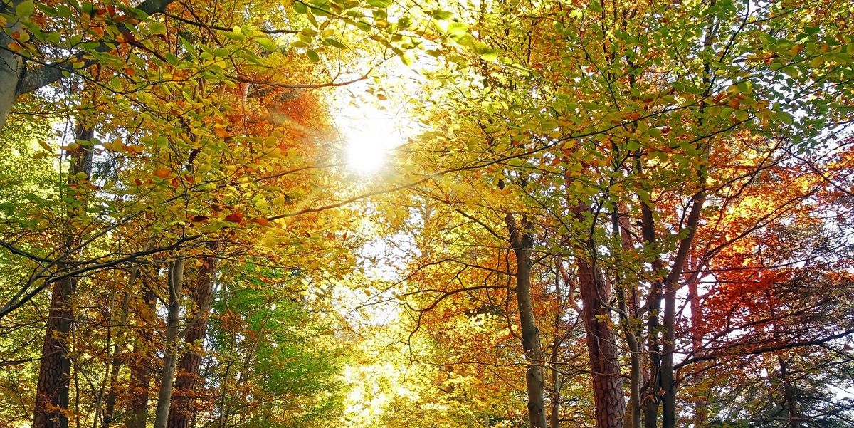 Autumn still to arrive say Forestry England experts