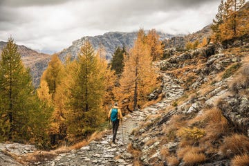 hiker walking through alpine plateau in autumn, sondrio, italy