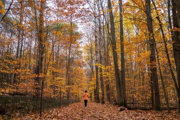 autunno camminare