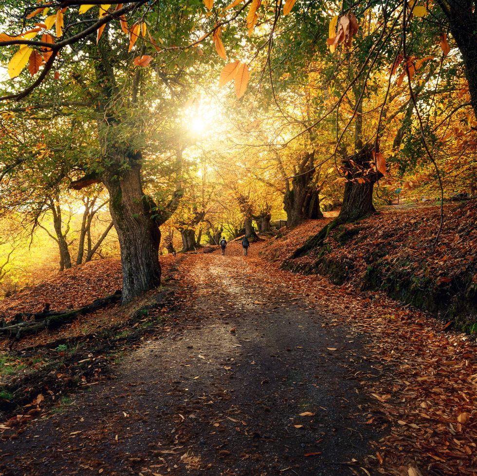 smartest birth months, hiking in the enchanted chestnut forest, a golden stroll among autumnal chestnut trees
