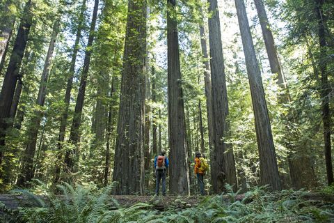 California Tall Trees Grove Loop Trail Best Hiking Trails
