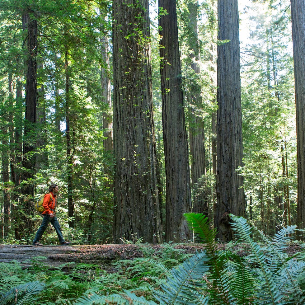 Hiking through the Redwoods. hiking through the redwoods