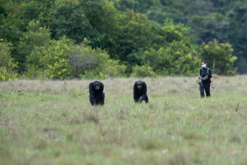 Onderzoeker Alessandra Mascaro observeert chimpansees van de Rekambogroep in de savanne