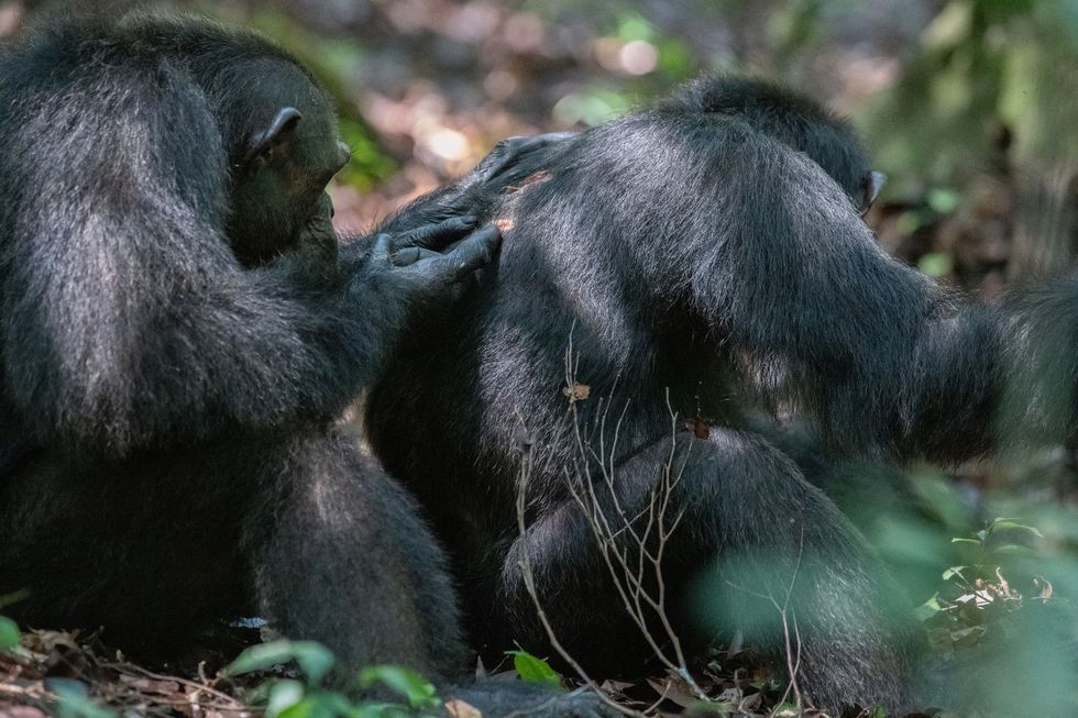 Vlooien is bij apen een soort vriendendienst en een teken van affectie Mogelijk geldt dat ook voor de verzorging van elkaars verwondingen