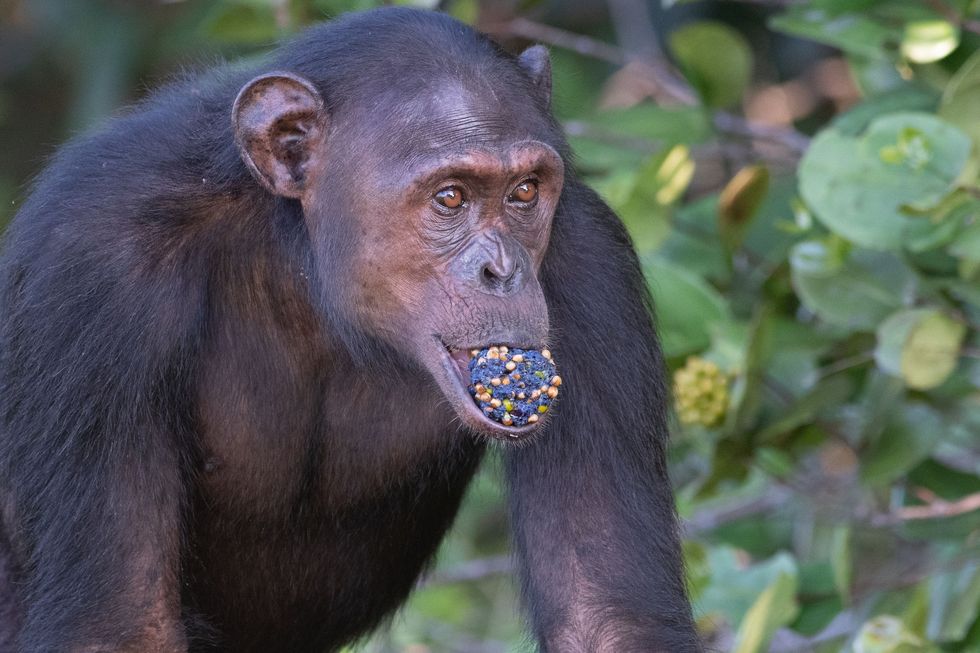 Chimpansees op deze foto staat mannetje Cesar eten allerlei soorten voedsel zoals fruit noten zaden en insecten Het bijna zestig vierkante kilometer grote territorium van de chimpansees van de Rekambogroep omvat bijna alle leefgebieden die er in het nationale park te vinden zijn met onder meer strand savanne en regenwoud