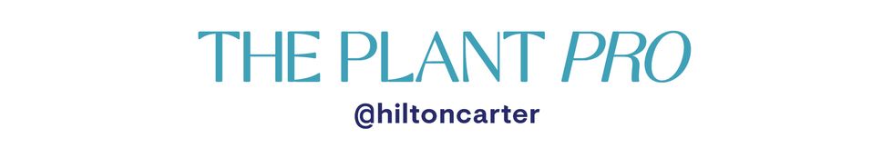 the plant pro hilton carter
