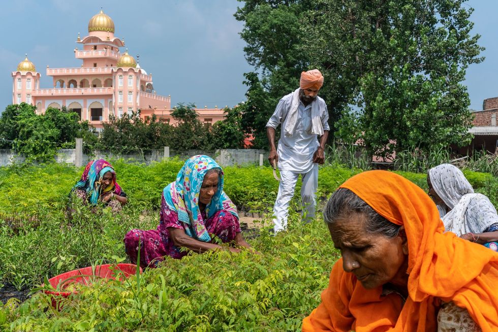 IndiaOp een kwekerij in Sichewali in Punjab worden inheemse planten geteeld Ze worden gebruikt om het landschap te vergroenenen de ondergrondse watervoorraden te herstellen In Punjab zijn deze sterk geslonken na de introductie van gerrigeerde rijstteelt in het kader van de groene revolutie in de jaren zestig