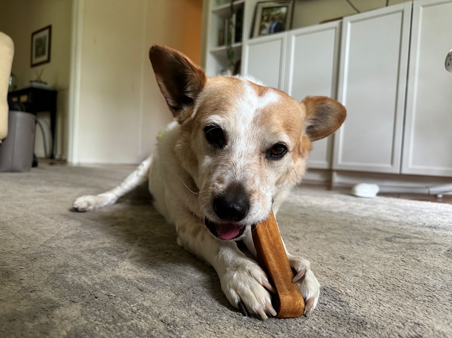 Blue gypsyesque cheese bad for dogs