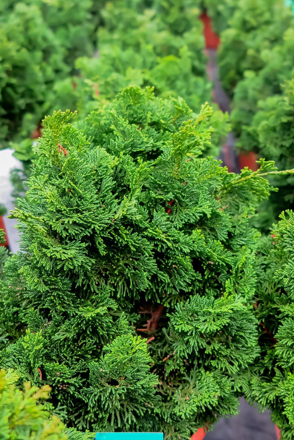 full frame close up of group green false cypress trees chamaecyparis obtusa nana gracilis in flower pots in german garden centre