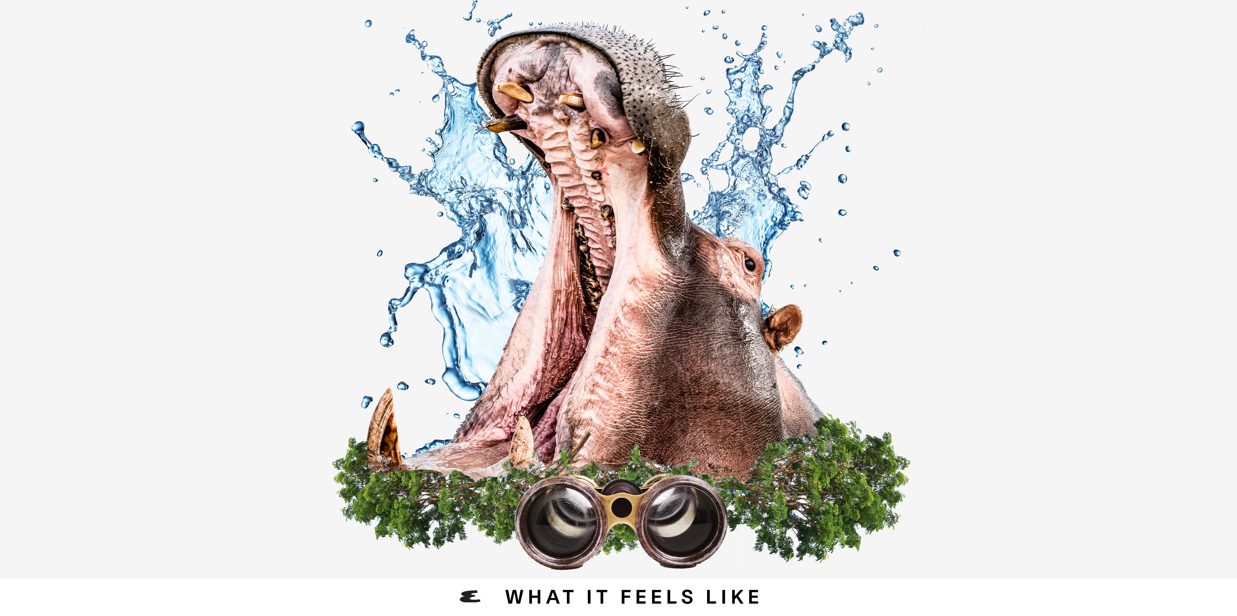 What It Feels Like to Be Attacked by a Hippopotamus