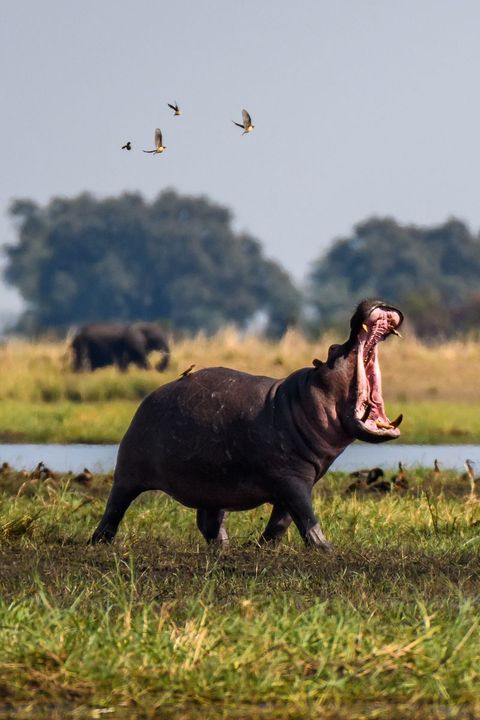 hippo with its mouth open the whole way, baring its teeth