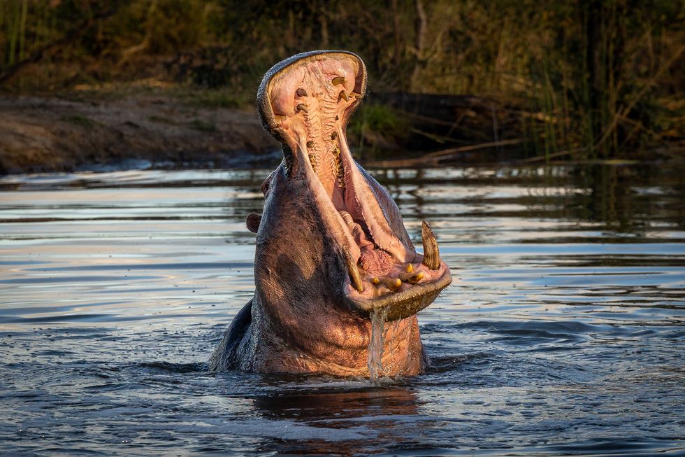 a hippo, hippopotamus amphibius, yawns, head above water in a dam pool