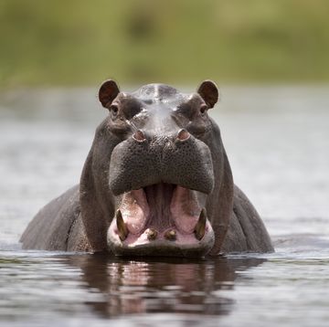 hippopotamus, kwando river, caprivi strip, namibia