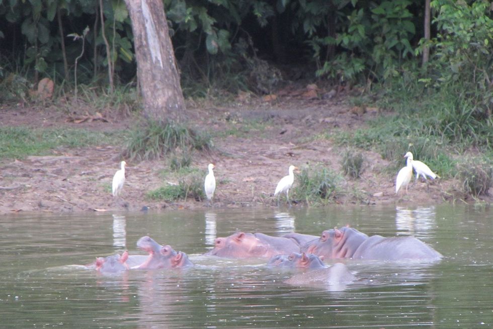 Hoewel de meeste nijlpaarden van Pablo Escobar nog altijd op het voormalige landgoed van de drugsbaron verblijven heeft een deel van de kudde zich langs de rivier de Magdalena gevestigd