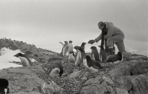 prince philip with penguins