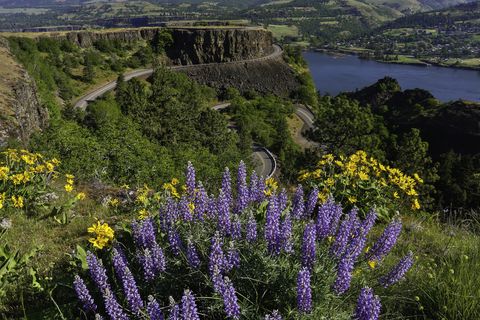 Historic Columbia River Highway and flowers