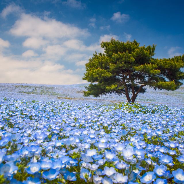 Japan's Baby Blue Eyes Nemophila Flowers Are on a Hill Overlooking the  Pacific Ocean - Hitachi Seaside Park Flowers, Japan