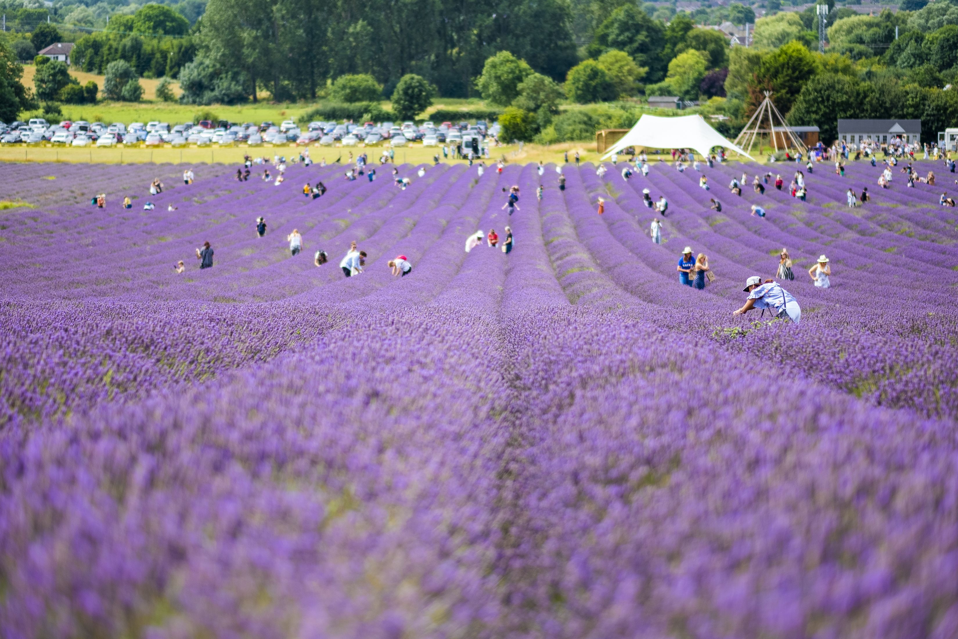 purple wildflowers field